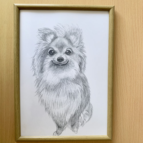 手描きイラスト 鉛筆画 原画 ポメラニアン 犬の絵 絵画 ポスト