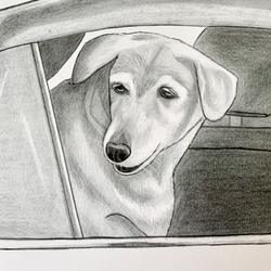 車の窓から覗く犬の鉛筆画（ラブラドールレトリーバー×柴犬） 2枚目の画像