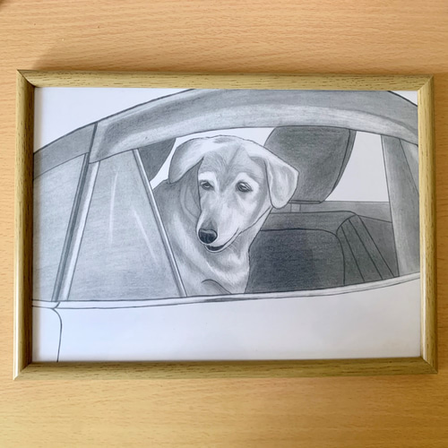 車の窓から覗く犬の鉛筆画（ラブラドールレトリーバー×柴犬） イラスト