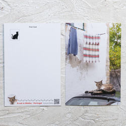 【旅するポストカード】ポルトガルの猫・ポストカードセット５枚組 6枚目の画像