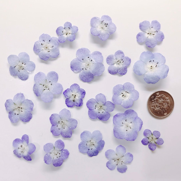 大特価】7月限定枚数増量 ネモフィラ 花材 ドライフラワー
