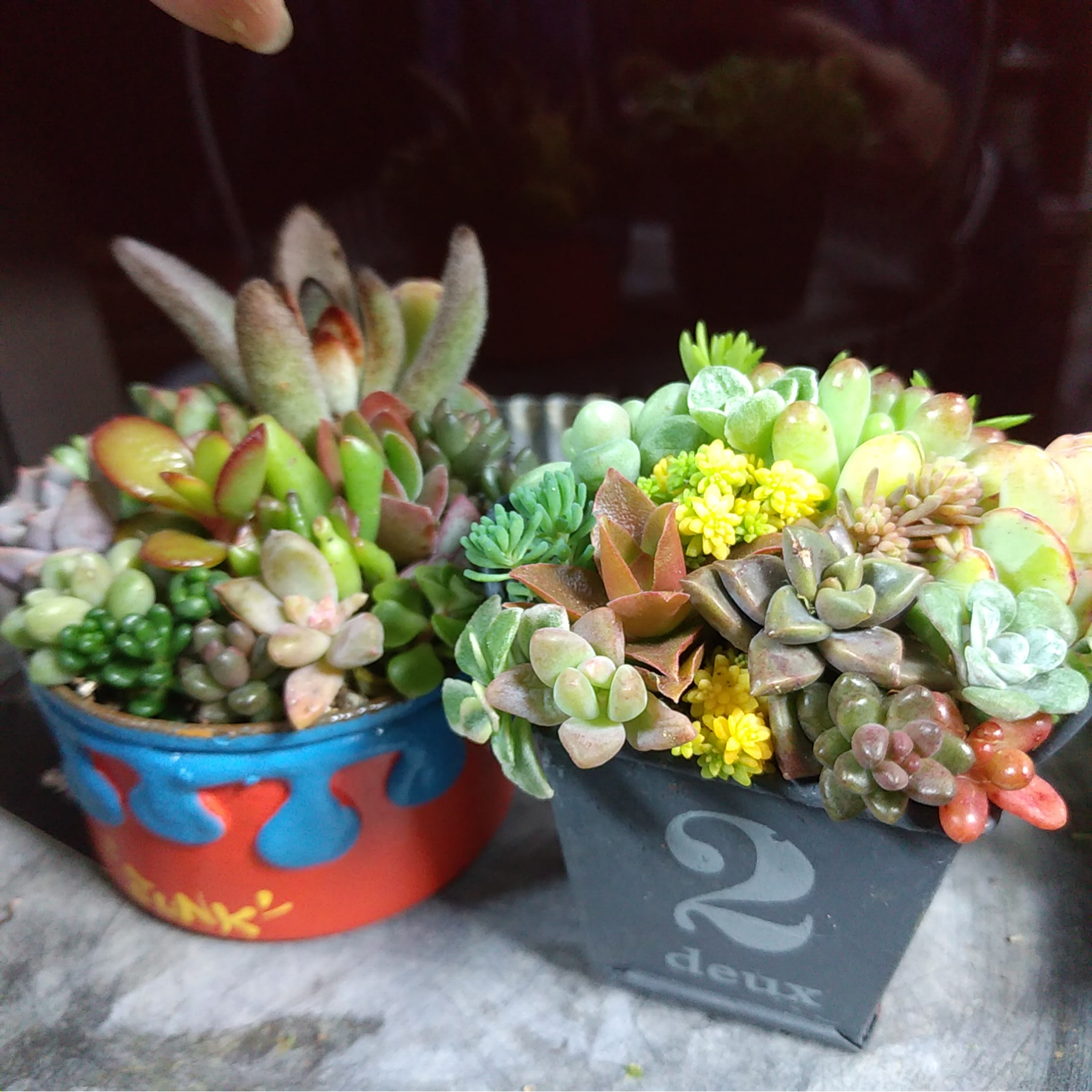 多肉セット③ 多肉植物寄せ植え❤セット 多肉植物 ちいこ 通販 11057995