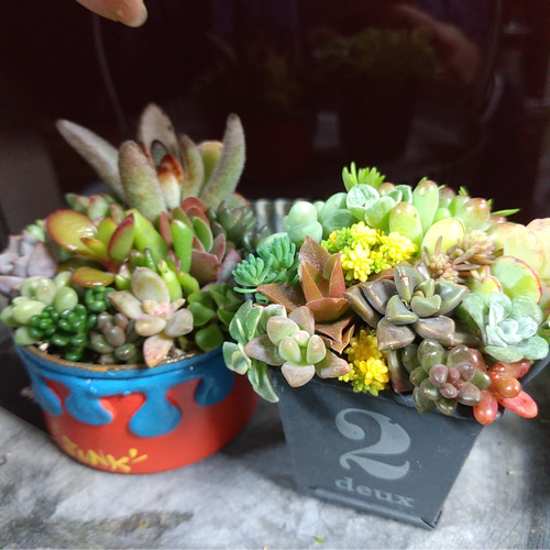 ご確認ページ　多肉植物寄せ植えセット 多肉植物寄せ植え❤セット 多肉植物 ちいこ 通販 11057995