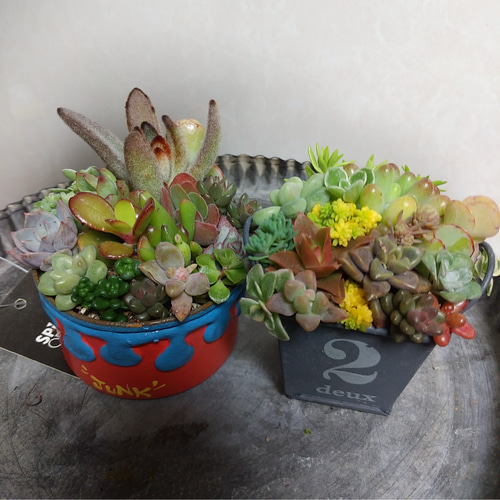 多肉植物寄せ植え❤セット 多肉植物 ちいこ 通販 11057995｜Creema