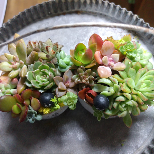 多肉植物寄せ植え❤セット 多肉植物 ちいこ 通販 11057995｜Creema