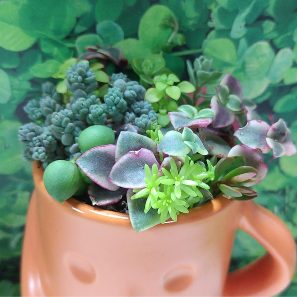 多肉植物寄せ植え♡♡仲良し小鳥さんみんなでお出かけ❤ 多肉植物寄せ植え♡♡仲良し小鳥さんみんなでお出かけ❤