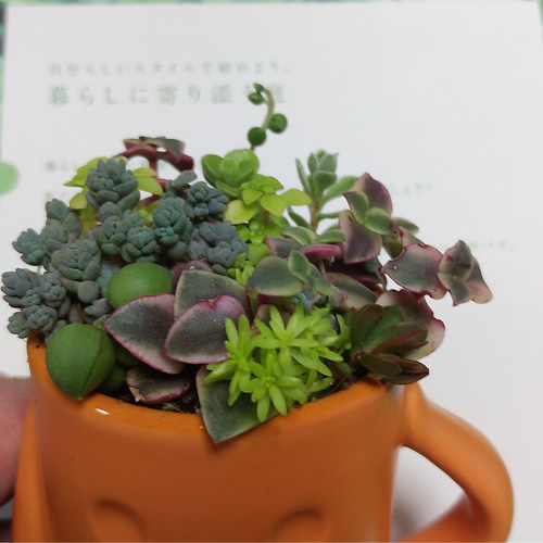 可愛い❤はにわ君に❤多肉植物寄せ植え 多肉植物 ちいこ 通販 11778233 