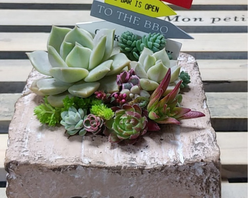 ★★豪華❤️★ヴィンテージボックス★寄せ植え★このまま飾れます★多肉植物 多肉植物寄せ植え❤このまま飾れます 多肉植物 ちいこ 通販 12004197