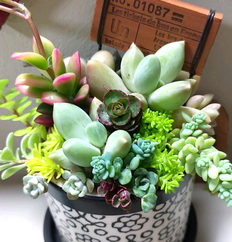 多肉植物寄せ植え❤このまま飾れます 多肉植物 ちいこ 通販