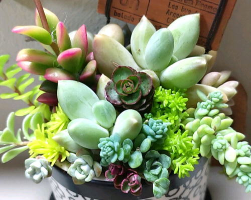 多肉植物寄せ植え❤このまま飾れます 多肉植物 ちいこ 通販