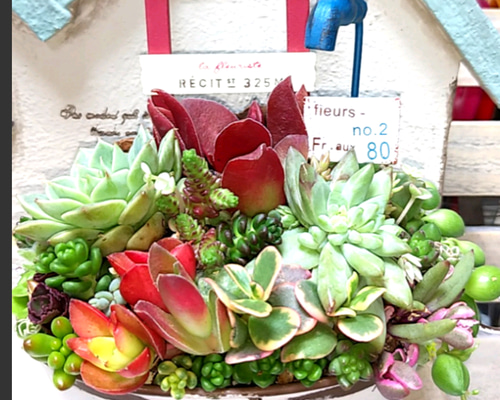 多肉植物寄せ植え❤蛇口ピック付き❤このまま飾れます その他