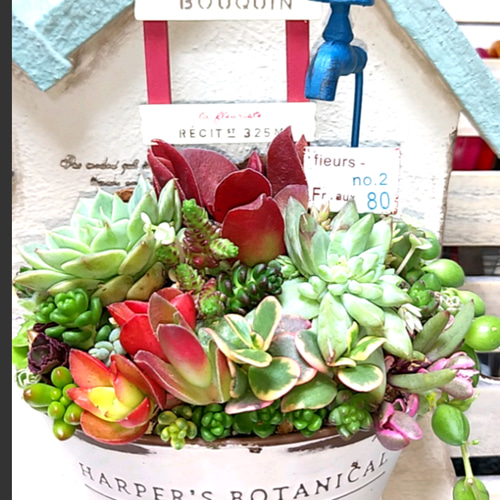 多肉植物寄せ植え❤蛇口ピック付き❤このまま飾れます その他