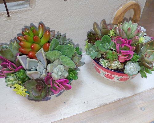 ★★壁掛け❤️★寄せ植え★このまま飾れます★豪華★多肉植物★★ このまま飾れます】可愛い♡多肉の森のクリスマス 多肉植物寄せ
