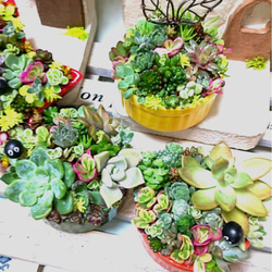 多肉植物寄せ植え❤❤このまま飾れます❤丸ポット3セット その他