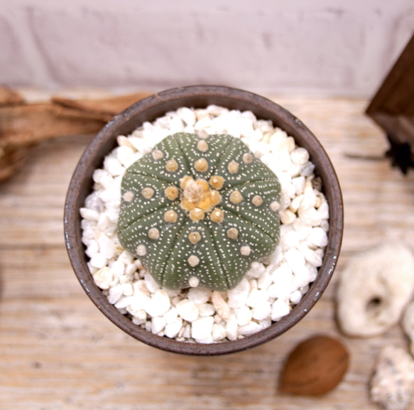 希少♡ウニのようなサボテン♡アストロフィツム・兜丸♡陶器の鉢♡インテリア♡観葉植物♡敬老の日 3枚目の画像