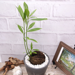 希少♡ヤシの実のような南国感♡ケレベラ♡デザイン性の高い鉢♡インテリア♡観葉植物 2枚目の画像