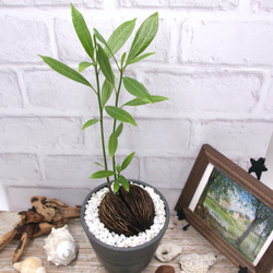 希少♡ヤシの実のような南国感♡ケレベラ♡デザイン性の高い鉢♡インテリア♡観葉植物 3枚目の画像