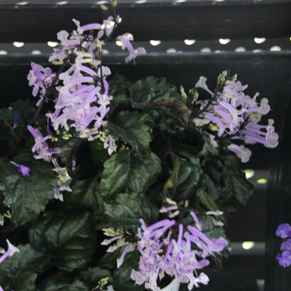 濃い深緑と紫の葉♡モナラベンダー♡柔らかで可愛い花♡プレクトランサス♡ガーデニング 1枚目の画像