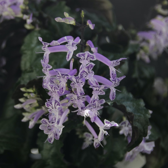 濃い深緑と紫の葉♡モナラベンダー♡柔らかで可愛い花♡プレクトランサス♡ガーデニング 3枚目の画像