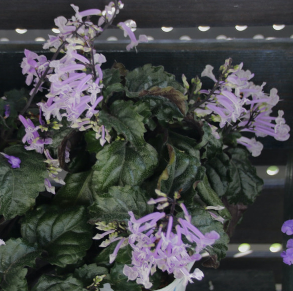 濃い深緑と紫の葉♡モナラベンダー♡柔らかで可愛い花♡プレクトランサス♡ガーデニング 4枚目の画像
