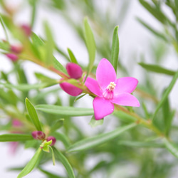 最終お値下げ♡珍しい四季咲き♡星型の花♡サザンクロス♡鮮やかなピンク♡南十字星♡観葉植物♡鉢♡インテリア♡ガーデニング 4枚目の画像