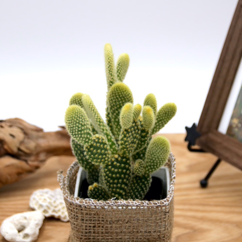 うさぎちゃんの耳 ⭐️バニーカクタス キンエボシ⭐️サボテン 多肉 抜き苗 うさぎちゃんの耳 ⭐️バニーカクタス キンエボシ⭐️サボテン