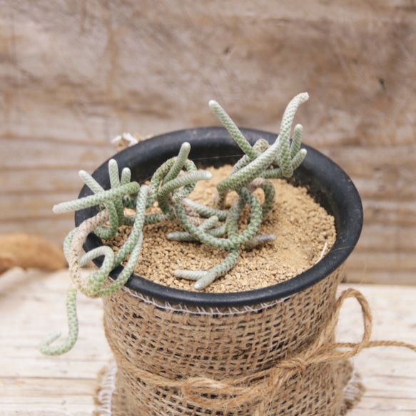多肉植物 硫黄団扇 狂刺シリーズ (カット枝) 多肉植物 硫黄団扇 狂刺