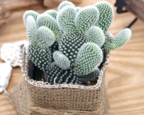 球形サボテン 緑色と白色のトゲ 球形サボテン 緑色と白色のトゲ サボテンの種類・図鑑｜室内に