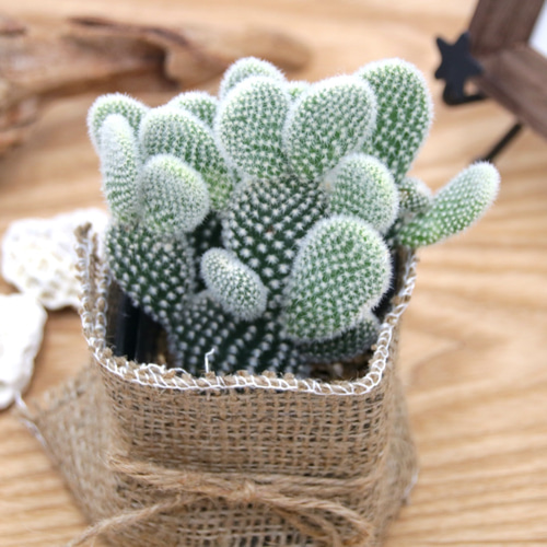 球形サボテン 緑色と白色のトゲ 球形サボテン 緑色と白色のトゲ サボテンの種類・図鑑｜室内に