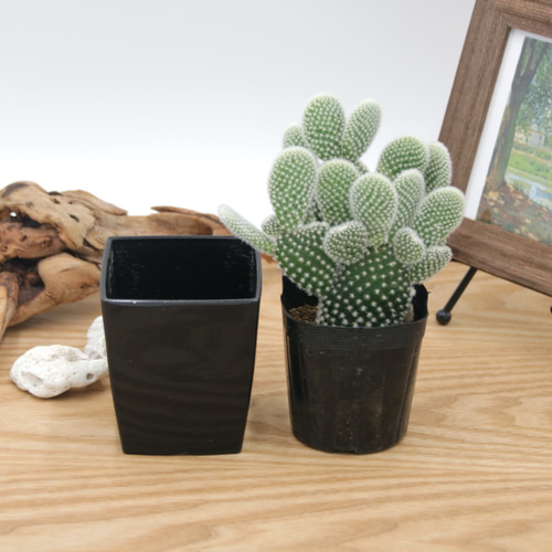 うさぎのサボテン♡白いトゲ♡バニーカクタス・白桃扇（はくとうせん