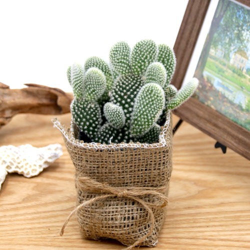 うさぎのサボテン♡白いトゲ♡バニーカクタス・白桃扇（はくとうせん