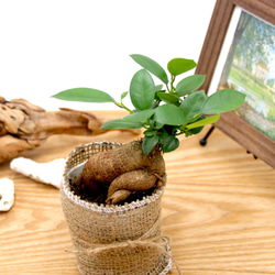 セール♡精霊が宿る木♡ガジュマル♡ちょっと大きめ♡観葉植物♡インテリア 5枚目の画像