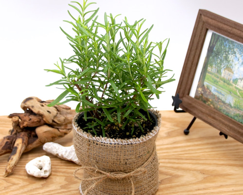 爽快な香り♡立性♡ローズマリー・アブラクサス♡ガーデニング♡料理に