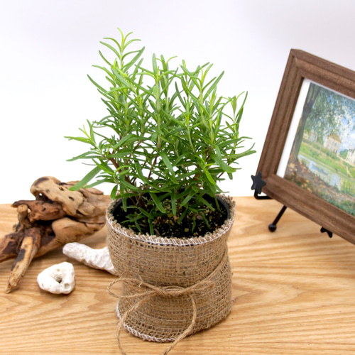 爽快な香り♡立性♡ローズマリー・アブラクサス♡ガーデニング♡料理に