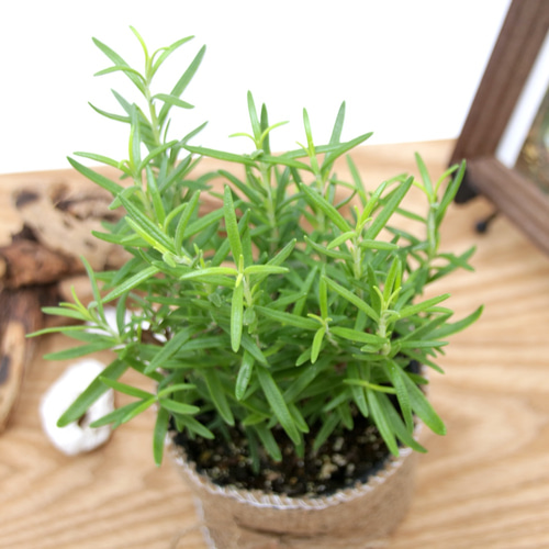 爽快な香り♡立性♡ローズマリー・アブラクサス♡ガーデニング