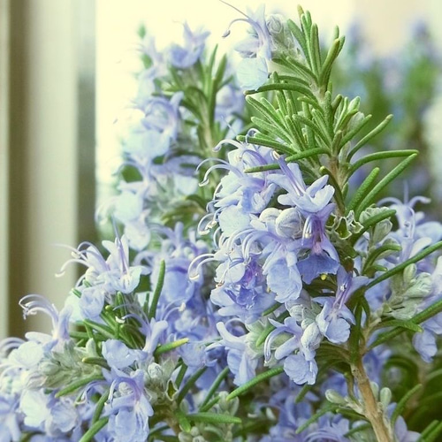 【ご注文品】ローズマリー アブラクサス 発根済み 2苗　1500円にて承りました ご注文品】ローズマリー アブラクサス 発根済み 2苗 1500円にて承り