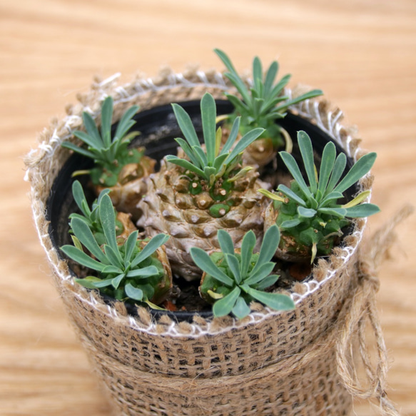 ユーフォルビア峨眉山特大鉢付き希少