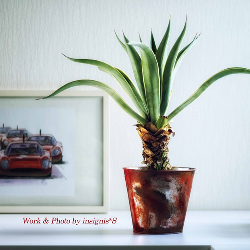 アガベ・アテヌアータ 幹上り リビングサイズ！ アガベ アテナータ 幹