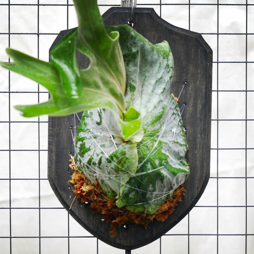 コウモリラン 大型種・森の王冠 ビカクシダ・グランデ 板付け③ その他