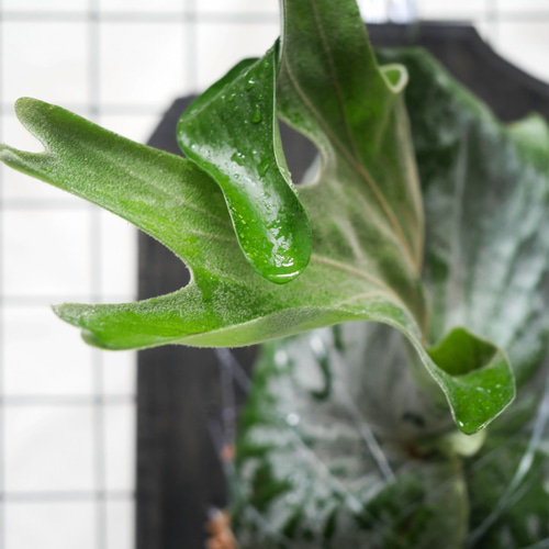 コウモリラン 大型種・森の王冠 ビカクシダ・グランデ 板付け③ その他