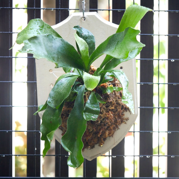 ビカクシダ　ビフルカツム板付け　大きめサイズ ビカクシダ ビフルカツム 板付け大株