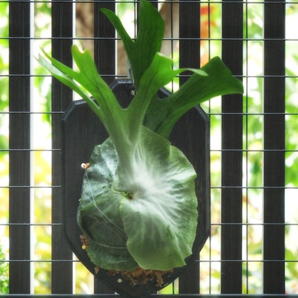 ビカクシダ グランデ Platycerium grande 森の王冠 ビカクシダ グランデ Platycerium grande 森の王冠 - メルカリ