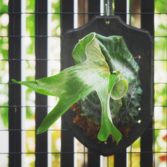 ゲリラ値下げ特大ビカクシダ　グランデ　板付　コウモリラン コウモリラン 大型種・森の王冠 ビカクシダ・グランデ 板付け⑦ その他