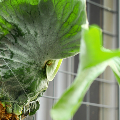 コウモリラン 大型種・森の王冠 ビカクシダ・グランデ 板付け⑦ その他