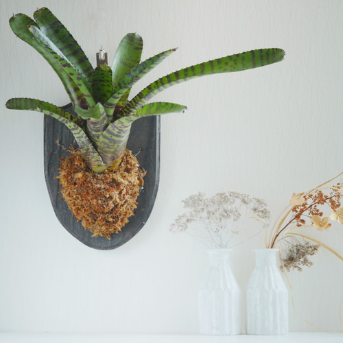 大型レア品種！ ネオレゲリア・ブロメリア・ハンニバル・レクター 板