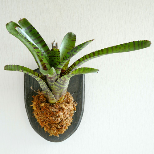 大型レア品種！ ネオレゲリア・ブロメリア・ハンニバル・レクター 板