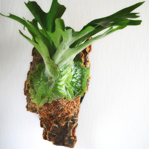 ビカクシダ コウモリラン グランデ コルク付 寝る前のピンチ