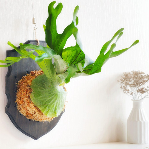 ⭕️リドレイ⭕️板付け⭕️大きめ❣️NZ産最高級水苔使用　コウモリラン コウモリラン フラワー・ガーデニング ⭕️リドレイ⭕️板付け