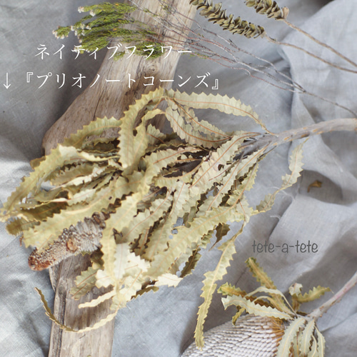 ドライフラワースワッグ(XL) 個性的なネイティブフラワーと