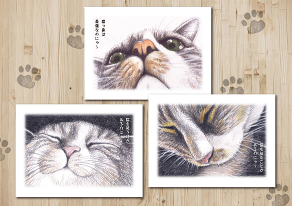 猫のポストカード3枚セット 1枚目の画像